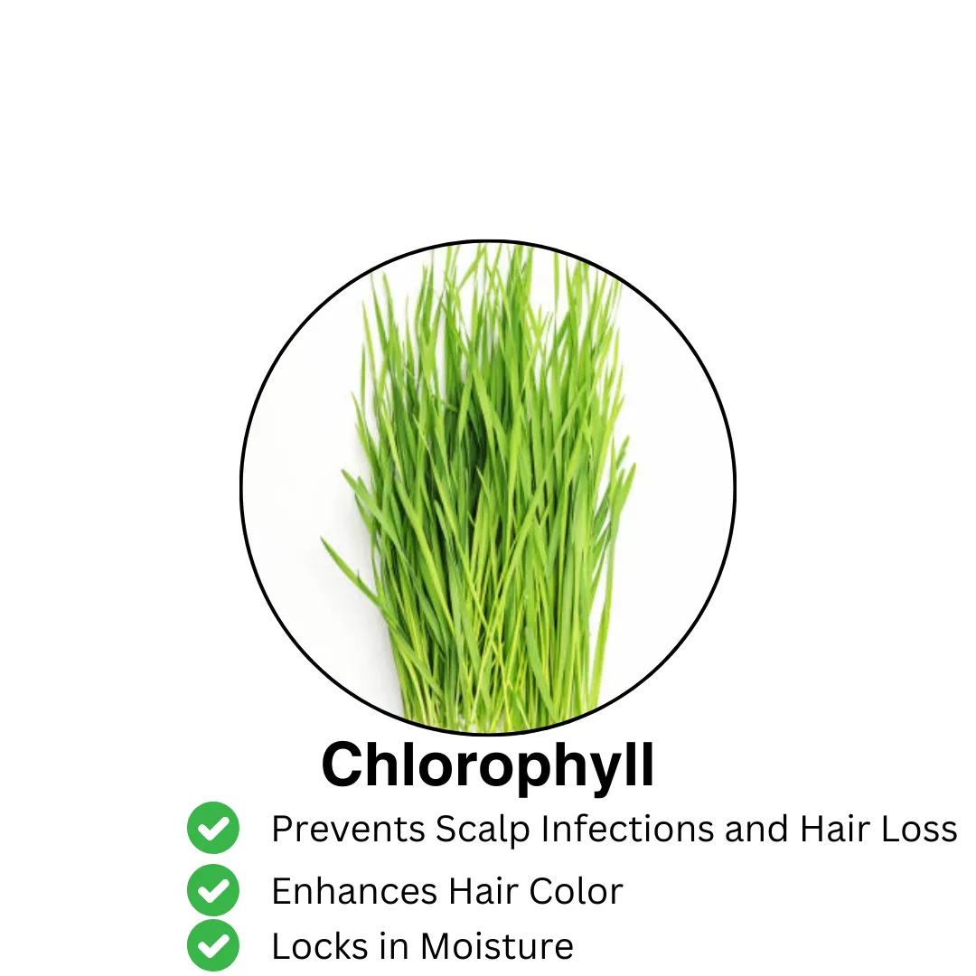 chlorophyll what is