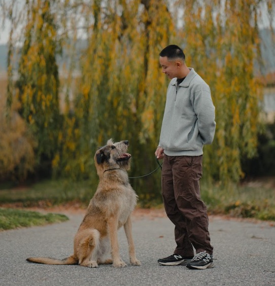 A shiba inu dog sleeping peacefully in the sun.