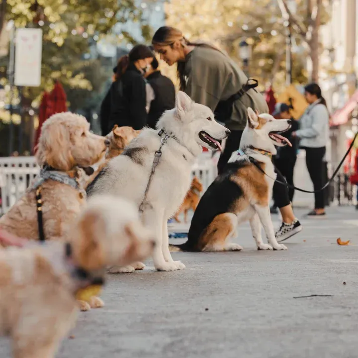 Young girl and small dog on grassy hill overlooking city