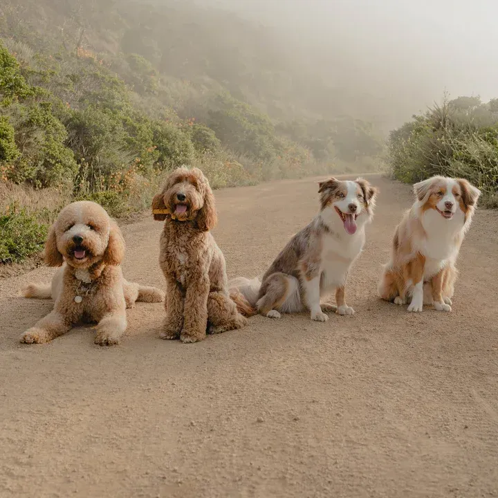 a brown and white dog standing on top of a grass covered field