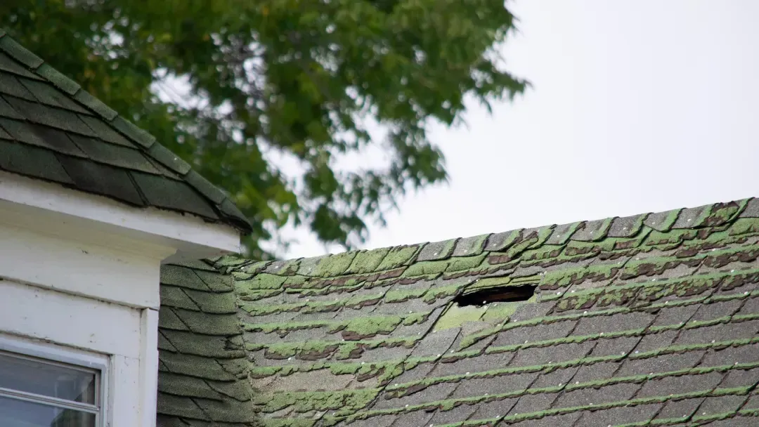 mossy roof in Thurston County wa