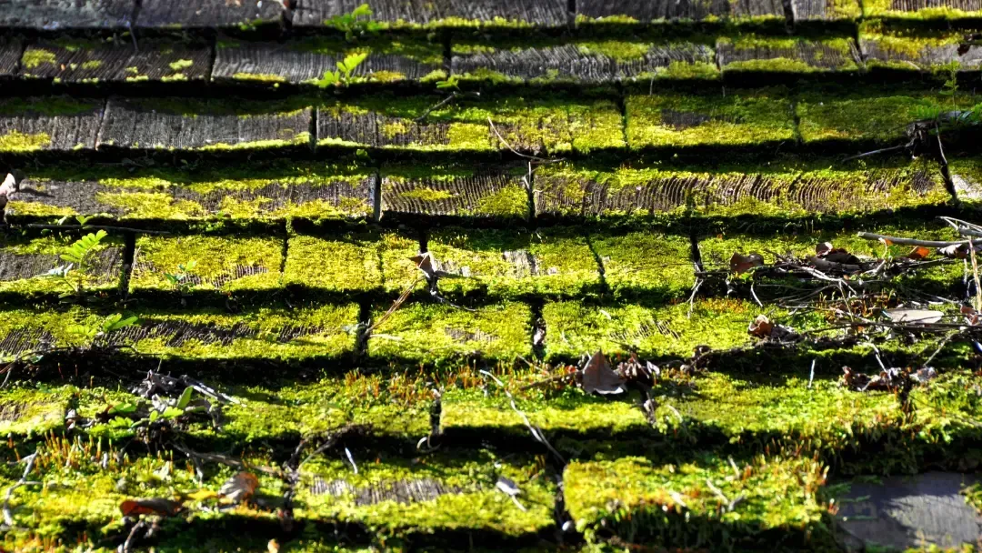 moss removal in olympia wa