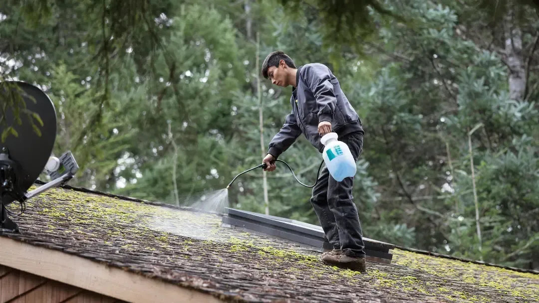 moss removalin tumwater