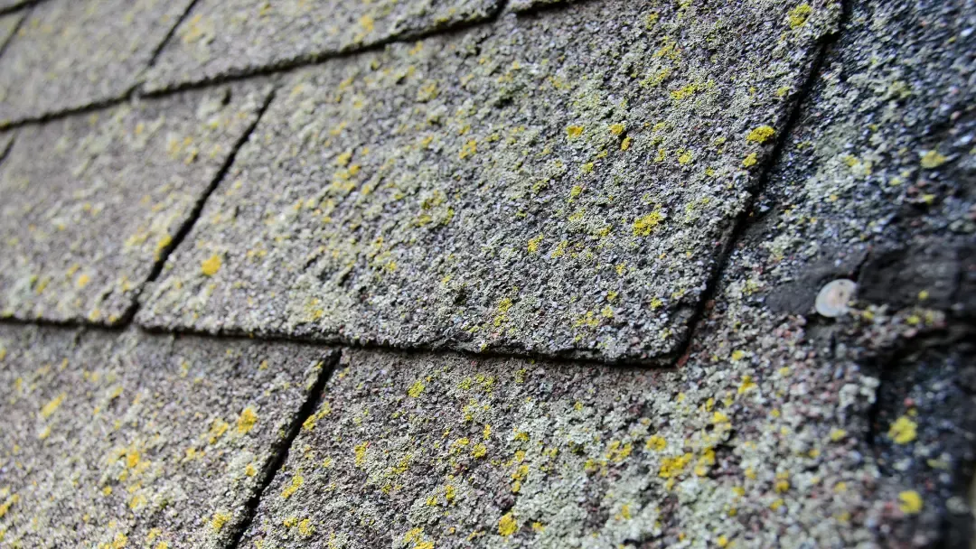 roof moss in Lacey, WA