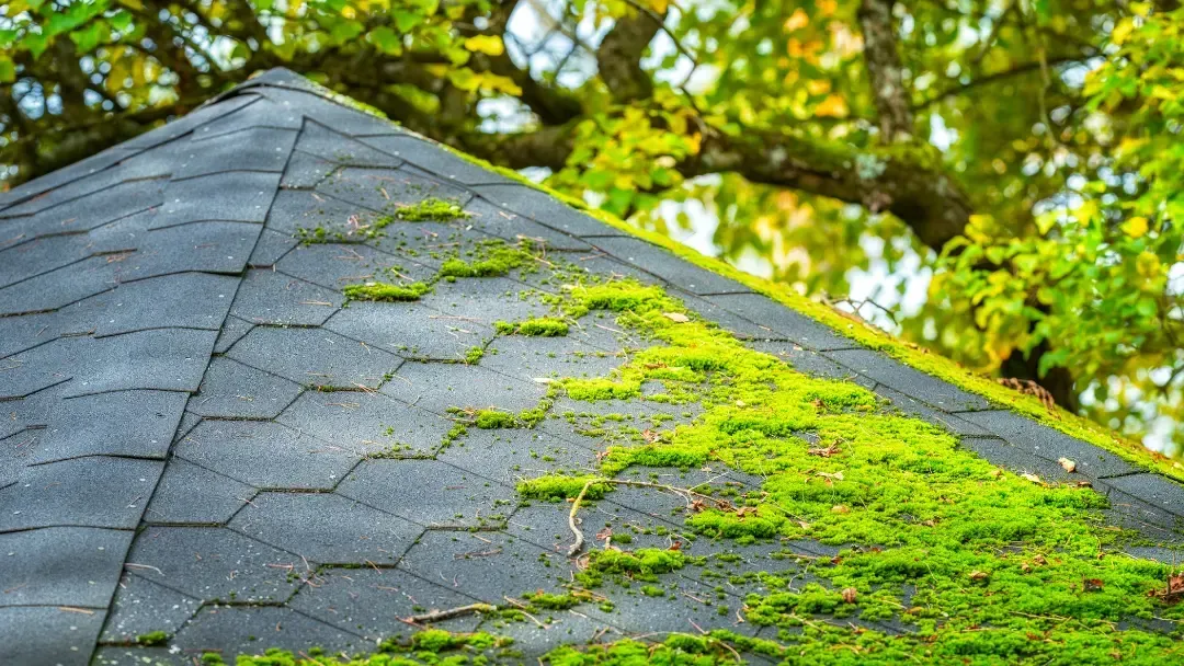roof moss in Olympia, WA