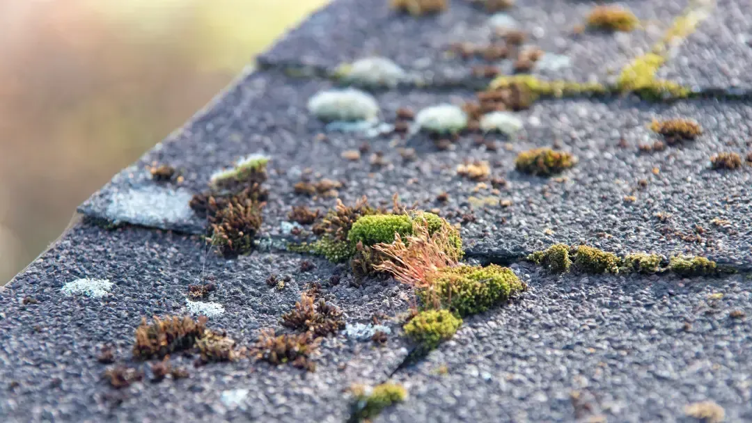mossy removal in tumwater