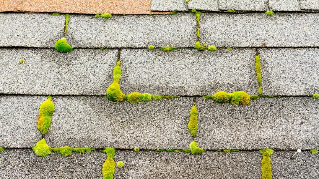 moss on roof in olympia
