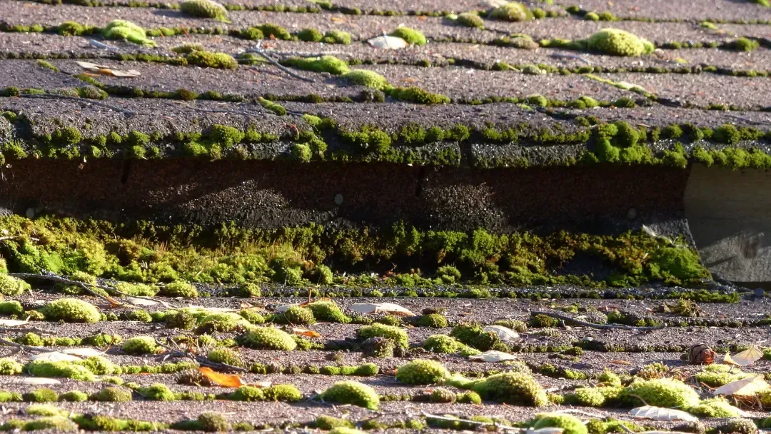 Moss in tumwater