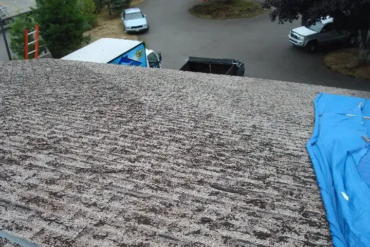 Three-Tab Shingles Olympia
