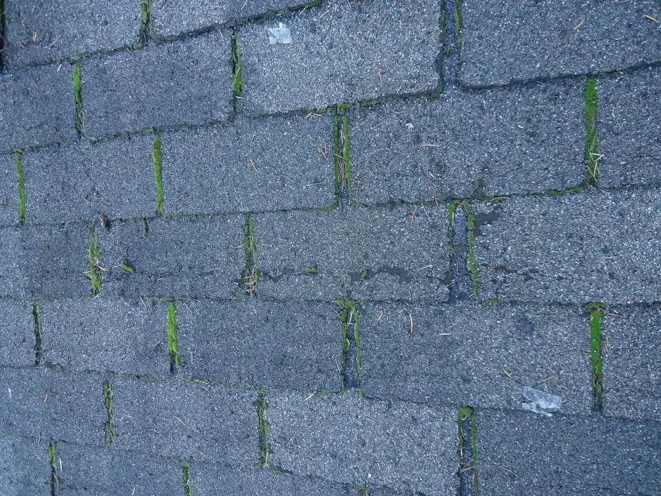 Three-Tab Shingles Olympia