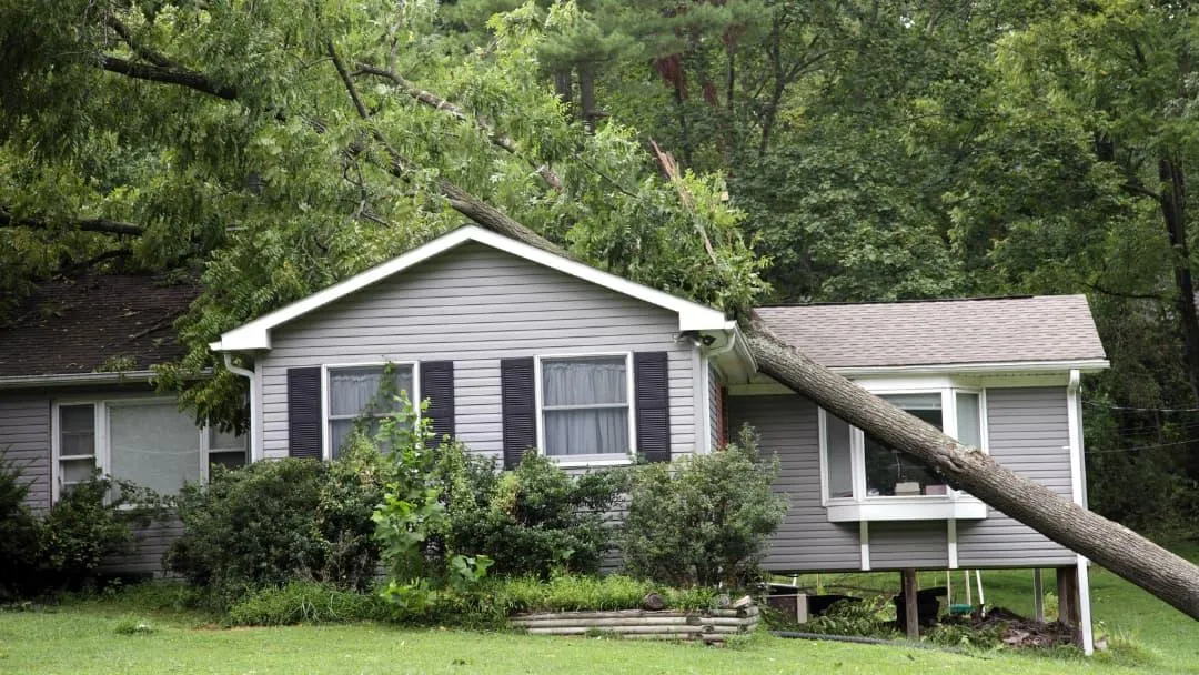 Emergency Roof Repair in Olympia, WA