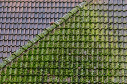 roof with moss that needs maintenance in lacey
