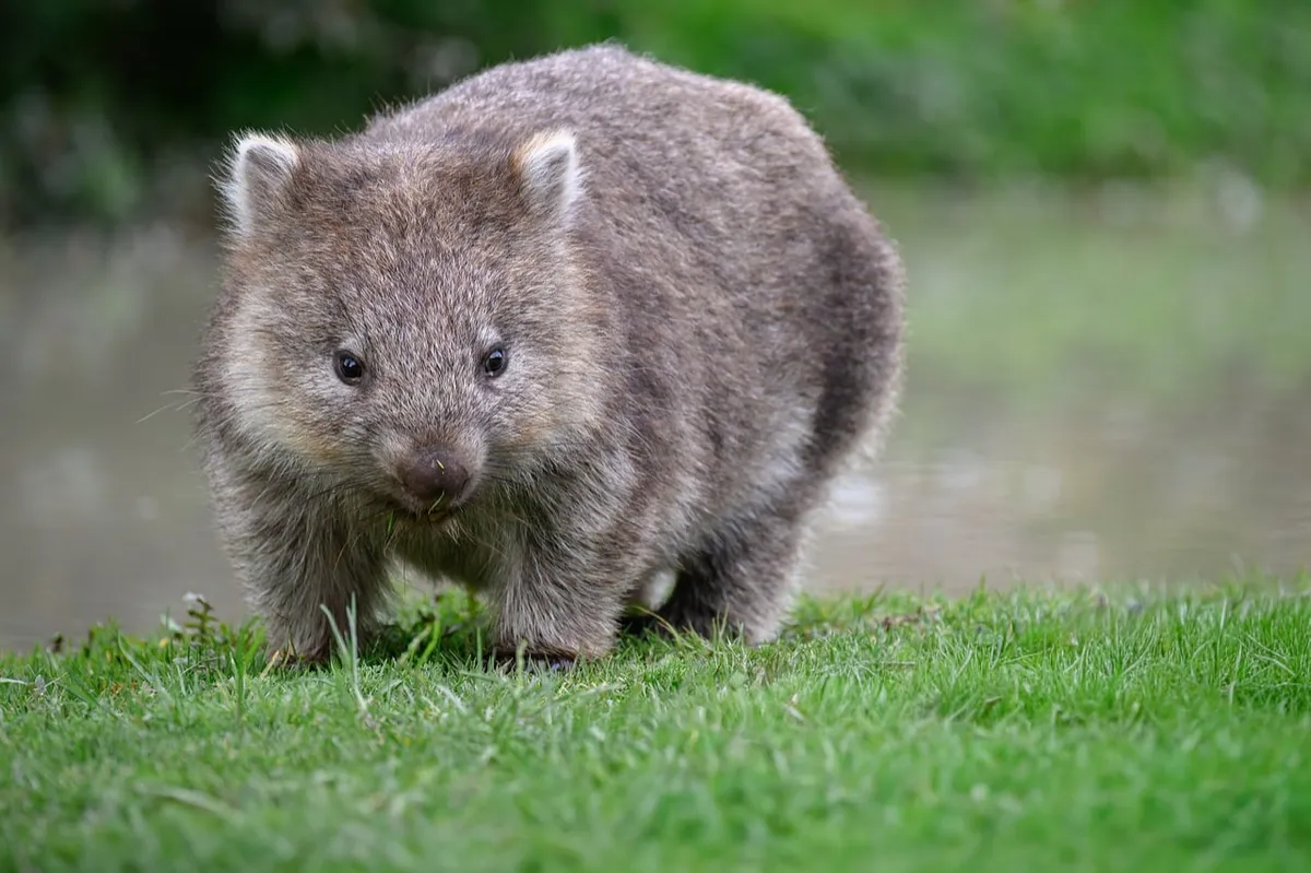 Why Perimenopause is Like a Wombat