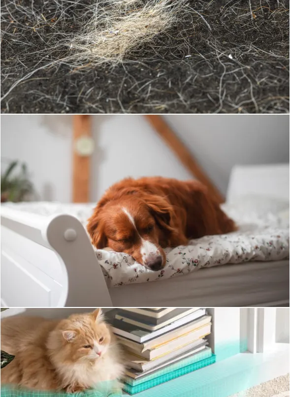 The Surprising Ways Your Pet Can Affect Your Skin