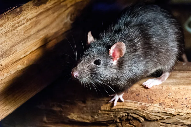 Pest Control Harford County, Cecil County - Rodents