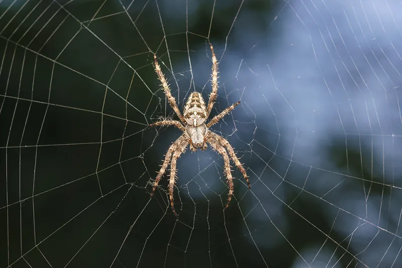 Pest Control Harford County, Cecil County - Spiders