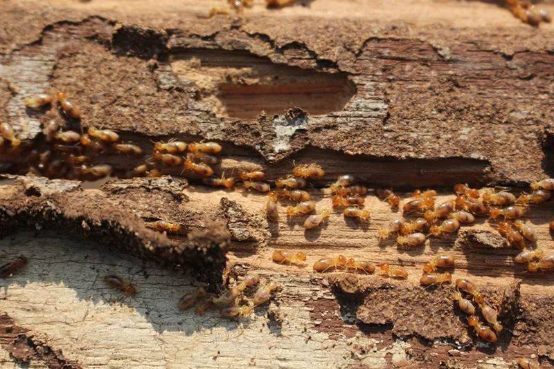 Pest Control Harford County, Cecil County - Termites