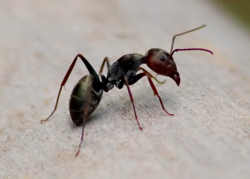 Pest Control Harford County, Cecil County - Ants