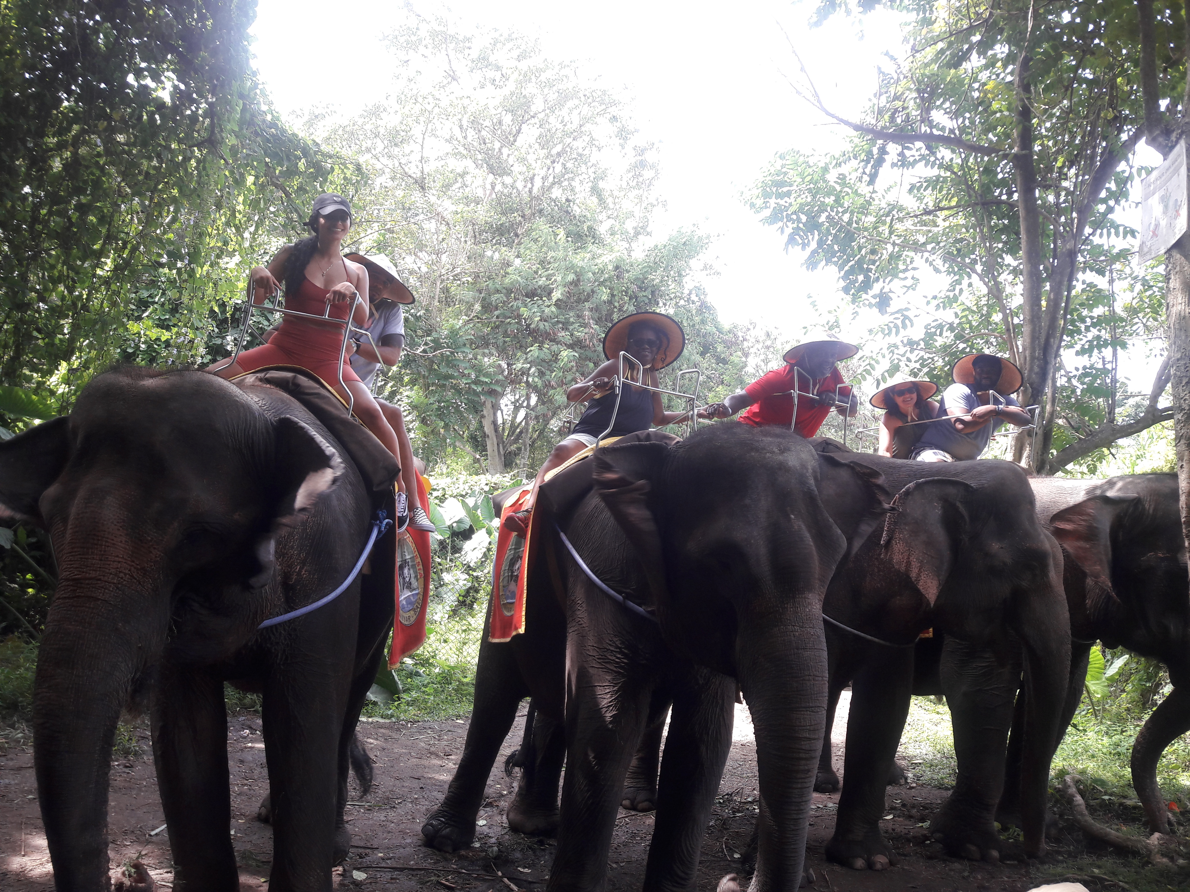 silhouette of trees during sunset