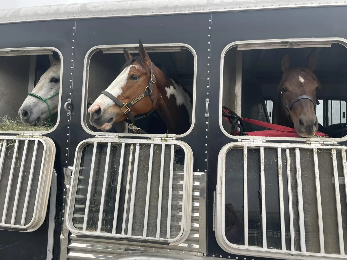 red and black round illustration