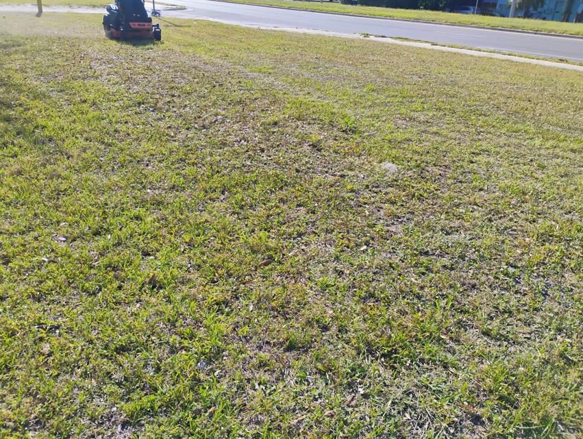 Freshly mowed front yard with clean edges and green grass