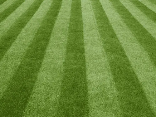 Buffalo Basic Lawn Maintenance