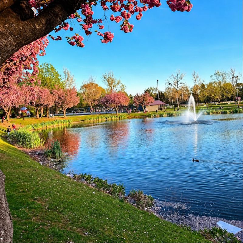 Memorial Park lake and cherry blossoms in Clifton, NJ