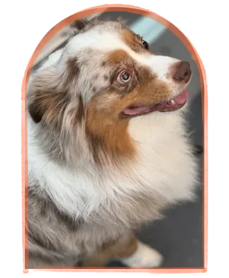 happy dog after mobile grooming session in katy neighborhood