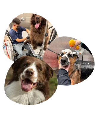 dog grooming professional caring for senior dog in katy