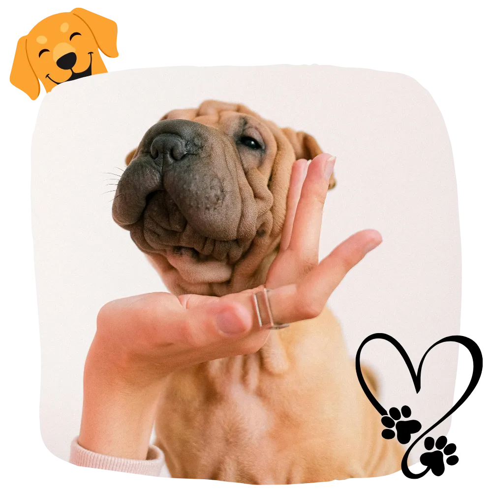 mobile pet grooming in katy texas
