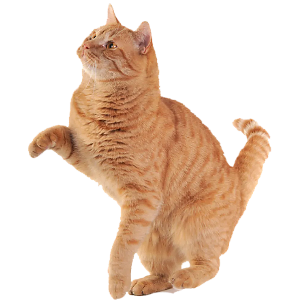 calm grooming cat care for anxious feline in katy texas