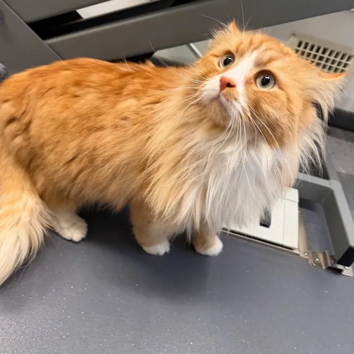 Orange long-haired cat standing on a grooming table