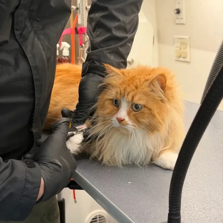 Groomer tending to an orange long-haired cat on a grooming table