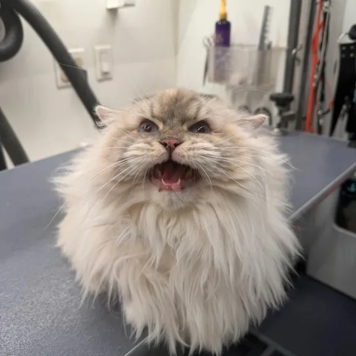 Fluffy light-colored cat sitting on a grooming table