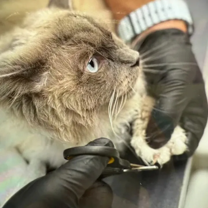 Long-haired cat being held gently during grooming