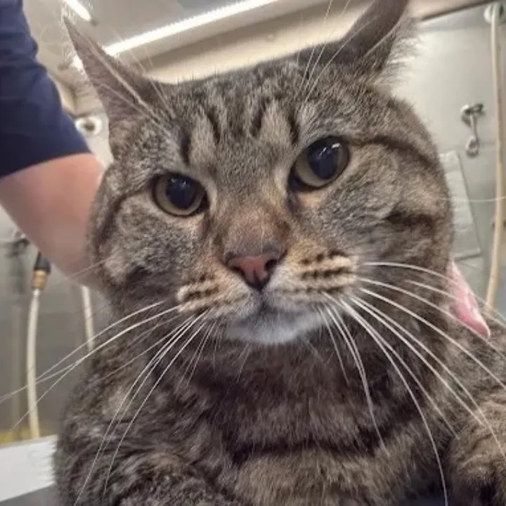 Tabby cat with wet fur during a grooming session