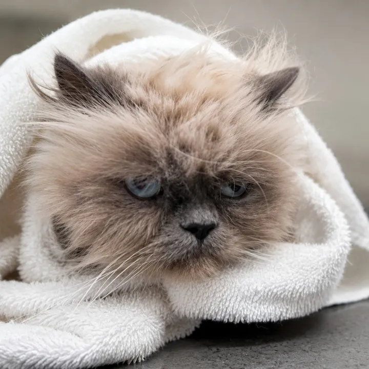 Fluffy gray cat wrapped in a white towel
