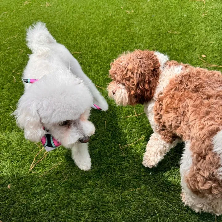 dog grooming professional caring for senior dog in katy
