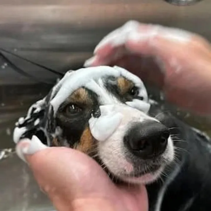 Tricolor dog having its head washed during a bath