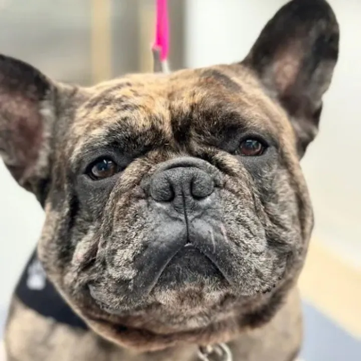 Close-up of a brindle French bulldog