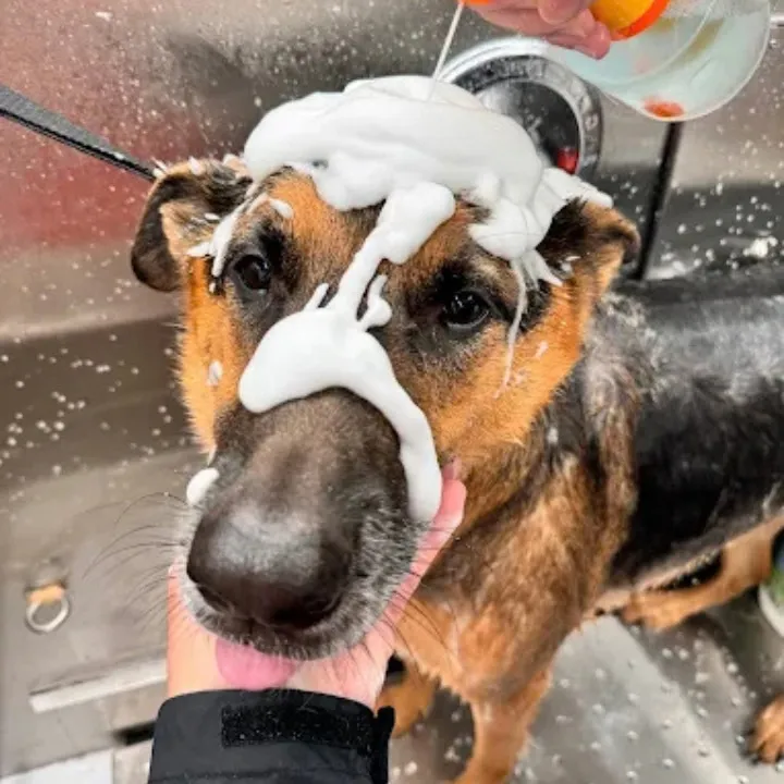 Tricolor dog with shampoo on its head during a bath