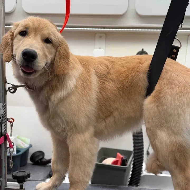 Golden dog standing on a grooming table