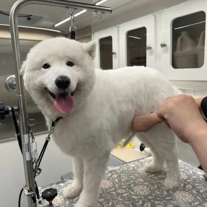 White fluffy dog being groomed on a grooming table