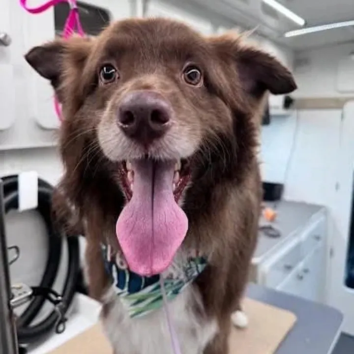 Brown dog sitting on a grooming table with its tongue out
