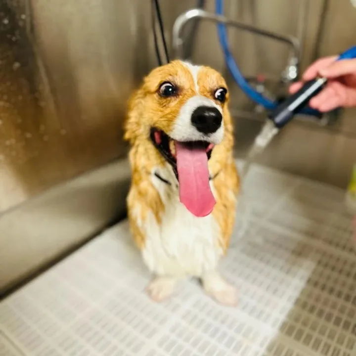 Golden dog standing in a grooming tub with its tongue out