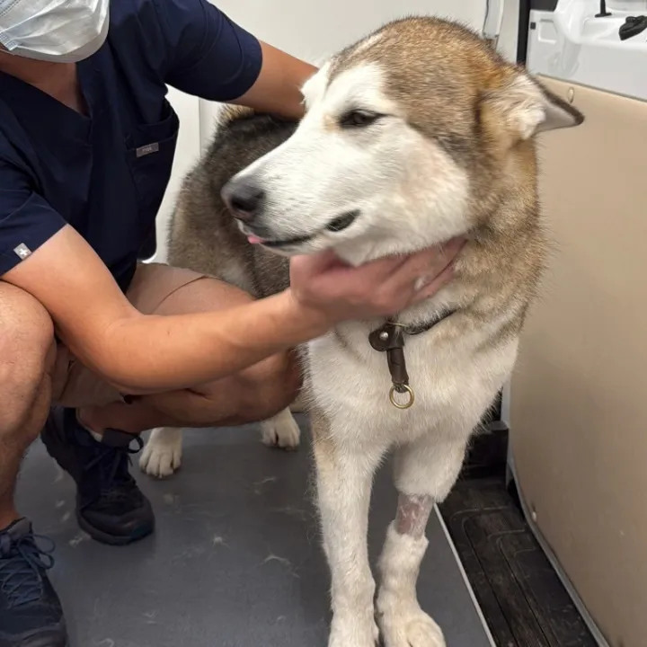 Groomer supporting a large dog's chin during grooming