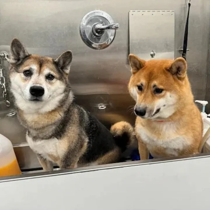 Two dogs sitting side by side in a grooming tub