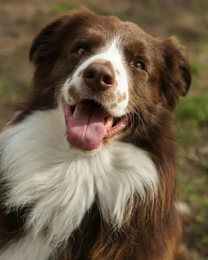 happy dog after mobile grooming session in katy neighborhood