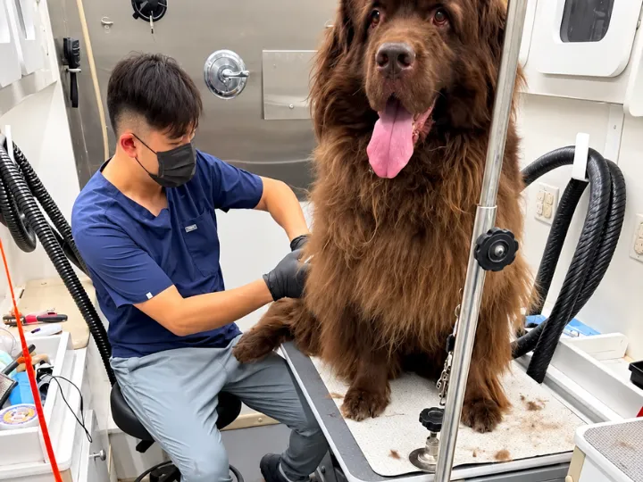 Groomer caring for a large brown dog inside a mobile grooming salon