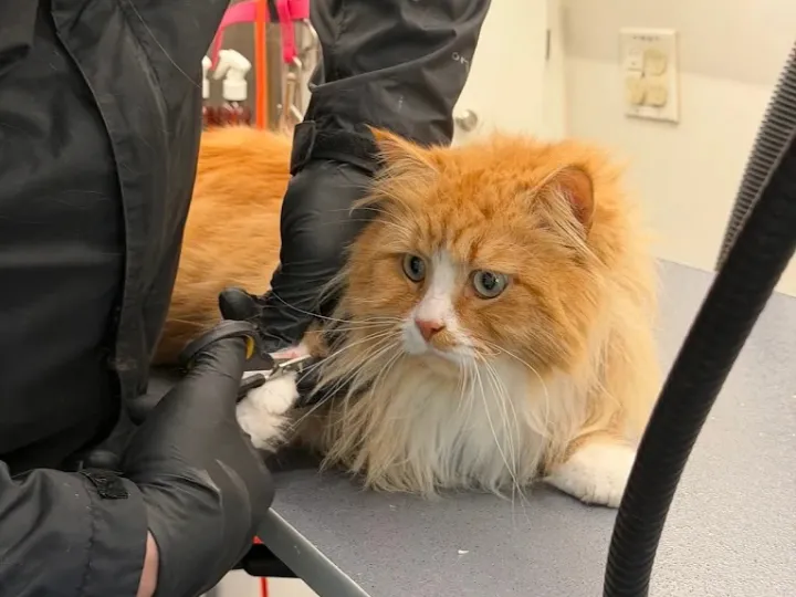 Groomer trimming an orange and white cat's nails